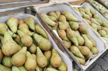 Konferencja Bronisze