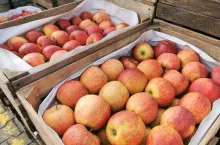 jabłka bronisze ceny 22.03.2023