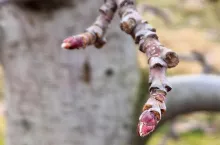 przymrozki wiosna 2023