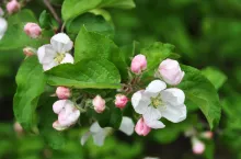 kwitnace jablonie