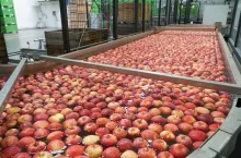jabłka na sortowni