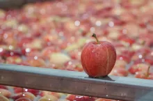 jabłko sortownia