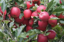 biologicznie i skutecznie