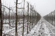 gospodarstwo sadownicze na sprzedaż