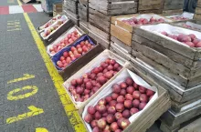 jabłka na Broniszach