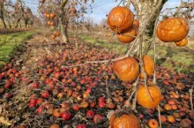 jabłka przemysłowe w sadzie