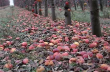 jabłka przemysłowe dostawy z sadów