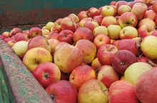 jabłka przemysłowe