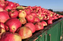 jabłka przemysłowe