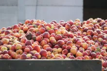 jabłka przemysłowe