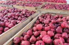 jabłka przemysłowe