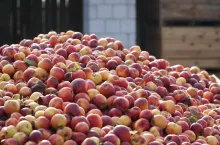 jabłka przemysłowe