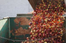 jabłka przemysłowe