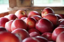 jablka przemysłowe