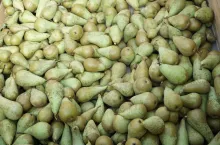 gruszki w Beneluksie