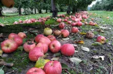 jabłka pod drzewami