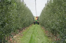 zbiór jabłek z platformy