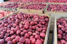 jabłka przemysłowe