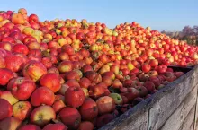 jabłka przemysłowe