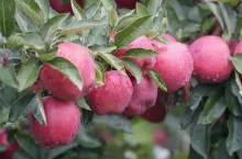 Sadownictwo - sad - jabłka