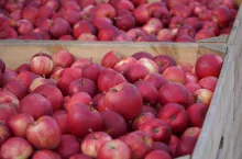 przechowywanie jabłek