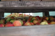 jabłka do przetwórstwa