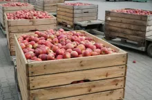 jabłka w skrzyniach