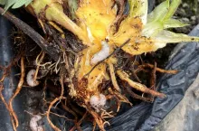 Larwy opuchlaka truskawkowca żerujące na szyjce korzeniowej odm. Twist (rejon Czerwińska nad Wisłą)