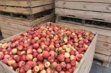 jabłka przemysłowe