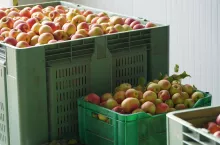 koszt produkcji jabłek