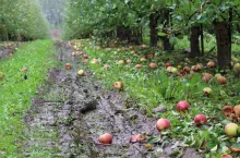 opady deszczu zbiory jabłek