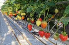 truskawki w szklarni