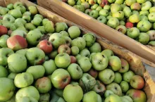jabłka przemysłowee