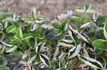 Przy dużej presji mączniaka powierzchnia asymilacyjna liści zostaje mocno ograniczona