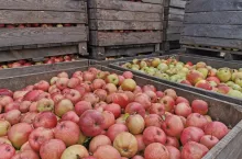 jabłka w skrzyniach
