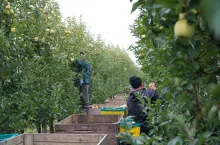 pracownicy do zbioru jabłek