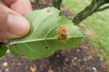 japońska rdza jabłoni