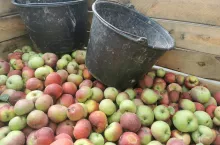 jabłka przemysłowe