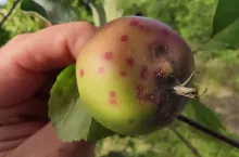 tarcznik niszczyciel