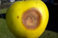 Fot. 2 – Szara pleśń