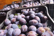 ceny śliwek w grupach producenckich