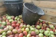 jablka przemysłowe ceny 2022