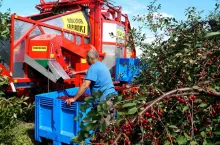 zbiór wiśni za pomocą kombajnu