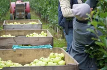 kto zbierze nasze jabłka