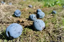 śliwki przemysłowe