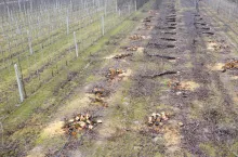 karczowanie jabłoni