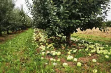 jabłka przemysłowe