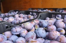 sliwki na broniszach