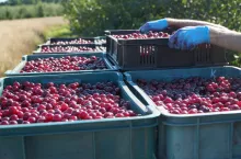 wiśnie skup łutówki