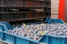 borówki ceny w skupie